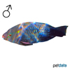Scarus niger Dusky Parrotfish