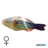 Scarus frenatus Bridled Parrotfish ♀