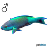 Scarus frenatus Bridled Parrotfish