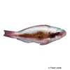 Scarus forsteni Forsten's Parrotfish