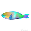 Scarus ferrugineus Rusty Parrotfish