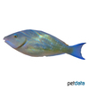 Hipposcarus harid Candelamoa Parrotfish