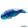 Chlorurus gibbus Heavybeak Parrotfish