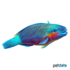 Chlorurus genazonatus Sinai Parrotfish