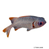 Myripristis violacea Violet Soldierfish