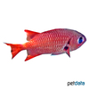 Myripristis murdjan Red Soldierfish