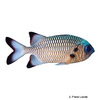 Myripristis adusta Bronze Soldierfish