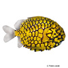 Monocentris japonica Pineconefish