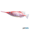 Macroramphosus scolopax Longspine Snipefish