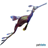 Phyllopteryx taeniolatus Weedy Seadragon