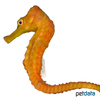 Hippocampus reidi Long-snout Seahorse Orange