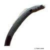 Heteroconger hassi Spotted Garden Eel