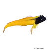 Forsterygion flavonigrum Yellow-and-Black Triplefin
