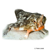 Ogcocephalus nasutus Shortnose Batfish