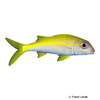 Mulloidichthys vanicolensis Yellowfin Goatfish