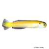 Hoplolatilus luteus Yellow Tilefish