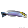 Hoplolatilus fourmanoiri Yellow-spotted Tilefish
