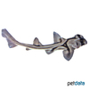 Heterodontus portusjacksoni Port Jackson Shark