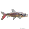 Chalceus erythrurus Tucanfish