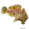 Fowlerichthys ocellatus Ocellated Frogfish
