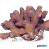 Stylophora pistillata Cluster Coral (SPS)