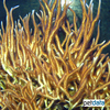 Seriatopora hystrix 'Yellow' Thin Birdsnest Coral (SPS)