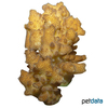 Pocillopora verrucosa Rasp Coral (SPS)