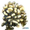Pocillopora meandrina Cauliflower Coral (SPS)