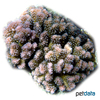 Pocillopora grandis 'Red-Brown' Antler Coral (SPS)