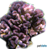 Pocillopora grandis 'Red' Antler Coral (SPS)