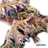 Seriatopora stellata Needle Coral (SPS)