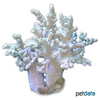 Sclerophytum sp. Finger Leather Coral