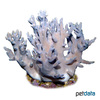 Sclerophytum macropodium Leather Coral