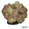 Sarcophyton trocheliophorum Elephant Ear Coral