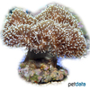 Sarcophyton tenuispiculatum Lacy-head Leather Coral