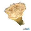 Sarcophyton sp. Mushroom Leather Coral