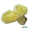 Sarcophyton sp. 'Yellow' Mushroom Leather Coral