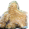 Sarcophyton sp. Mushroom Leather Coral