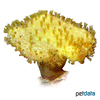 Sarcophyton elegans Yellow Leather Coral