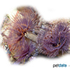 Sabellastarte sp. Violett Feather Duster