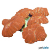 Rhodactis sp. 'Orange' Orange Mushroom Coral