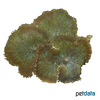 Rhodactis sp. 'Green-orange' Green-orange Mushroom Coral