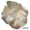 Rhodactis sp. 'White Tip' White Tip Mushroom Coral