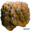 Porites lobata 'Brown' Lobe Coral (SPS)