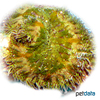 Stichodactyla sp. Green Carpet Anemone Min-Max