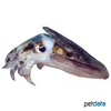 Rhombosepion prashadi Hooded Cuttlefish