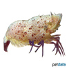 Saron rectirostris Purple-Legs Marble Shrimp