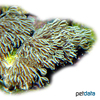 Xenia elongata 'Blue' Pulse Coral