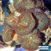 Rhodactis sp. 'Blue' Blue Mushroom Coral
