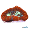 Trachyphyllia geoffroyi 'Orange-Green' Round Brain Coral (LPS)